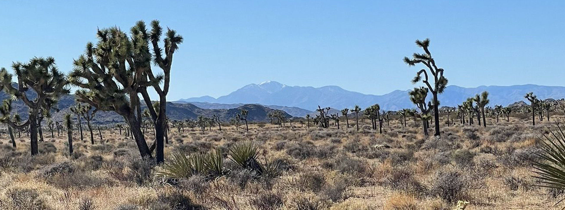 Joshua Tree National Park Trails