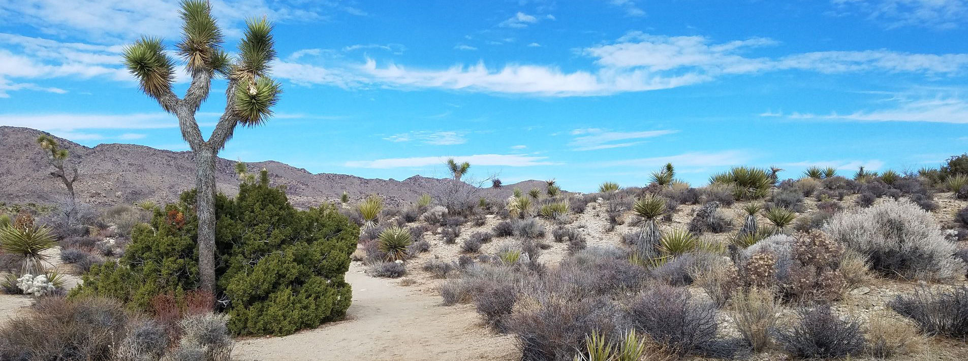 Joshua Tree National Park Trails