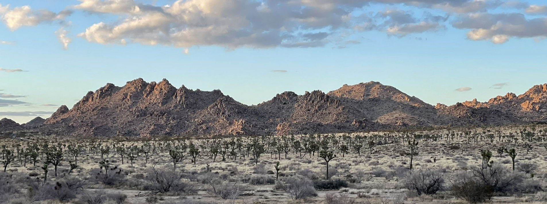Joshua Tree National Park Trails