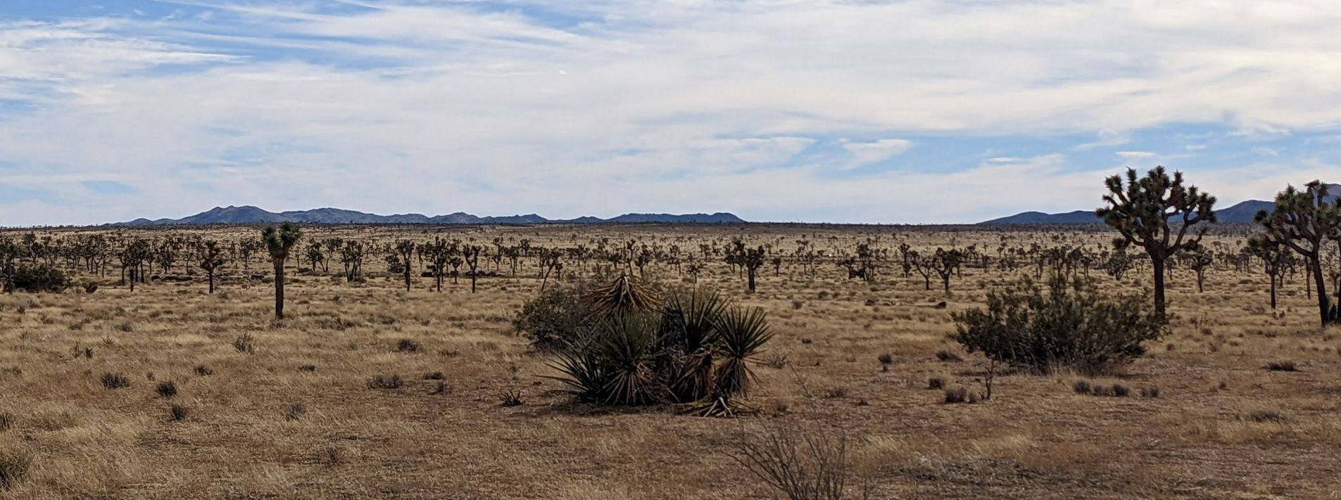 Joshua Tree National Park Trails