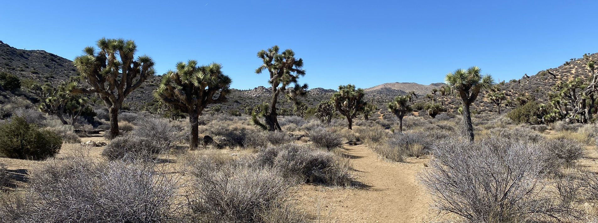 Joshua Tree National Park Trails