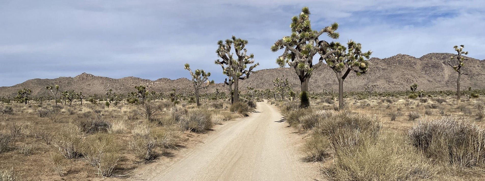 Joshua Tree National Park Trails