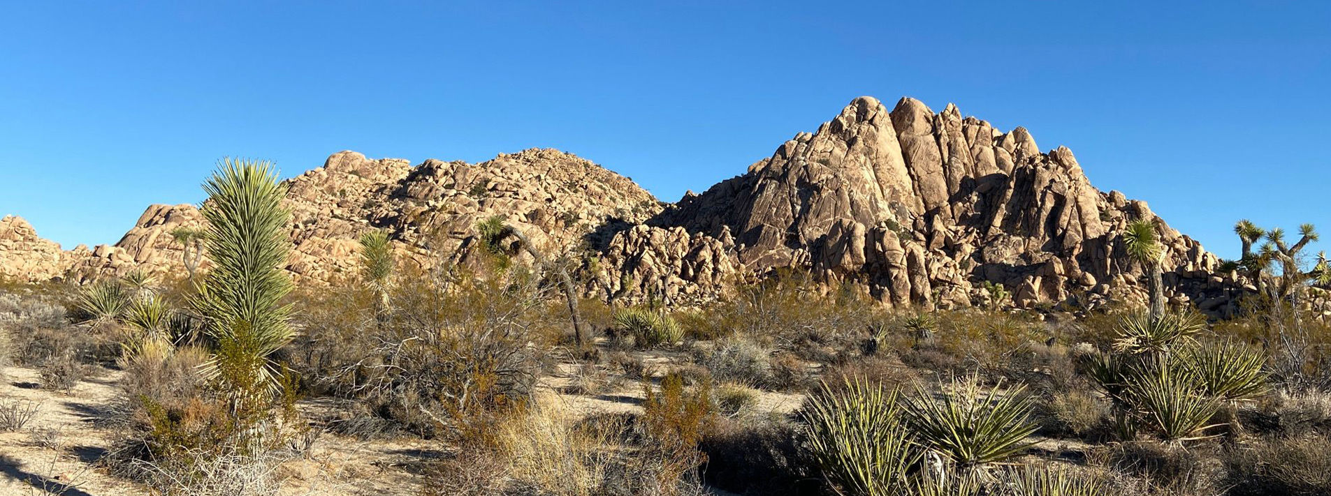 Joshua Tree National Park Trails