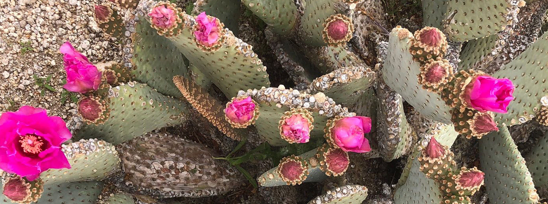 Joshua Tree National Park Trails