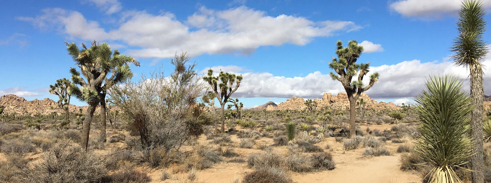 Joshua Tree National Park Trails