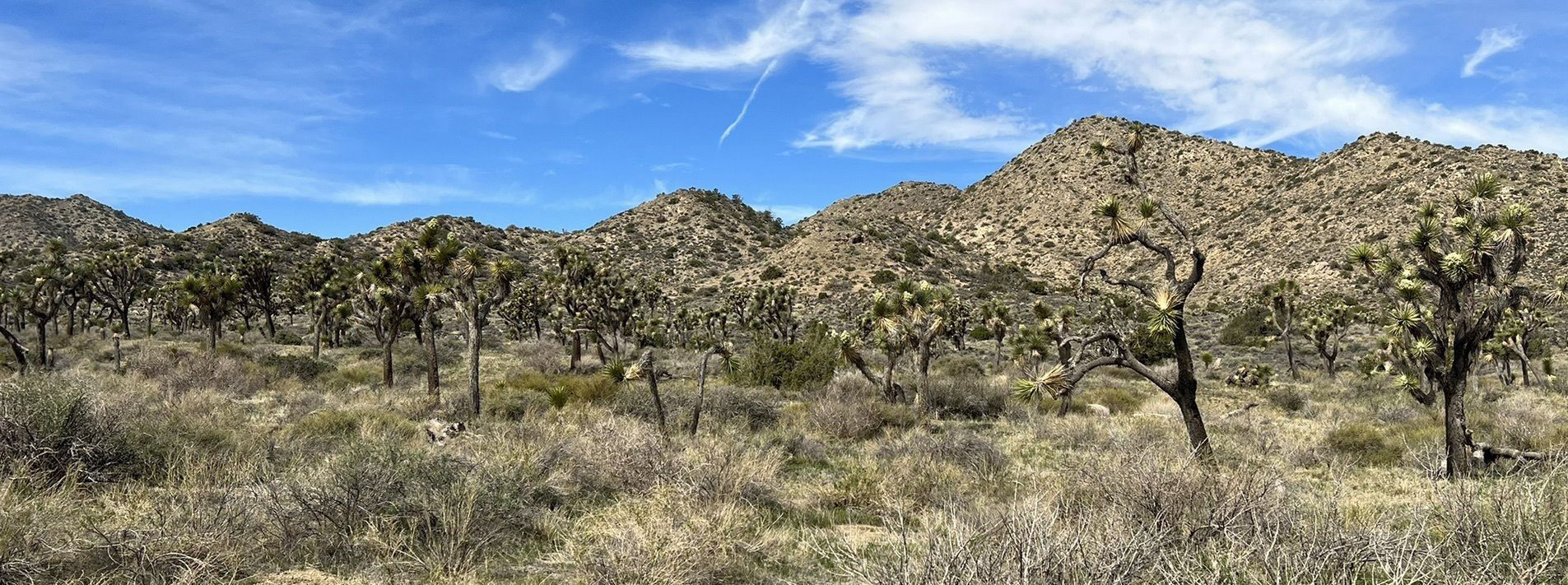 Joshua Tree National Park Trails