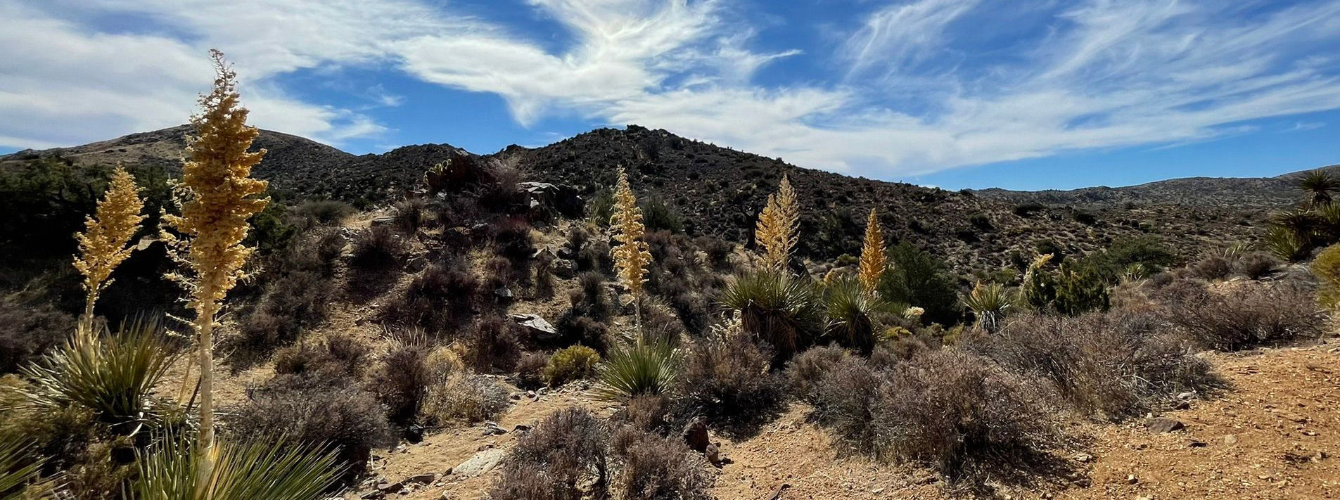 Joshua Tree National Park Trails