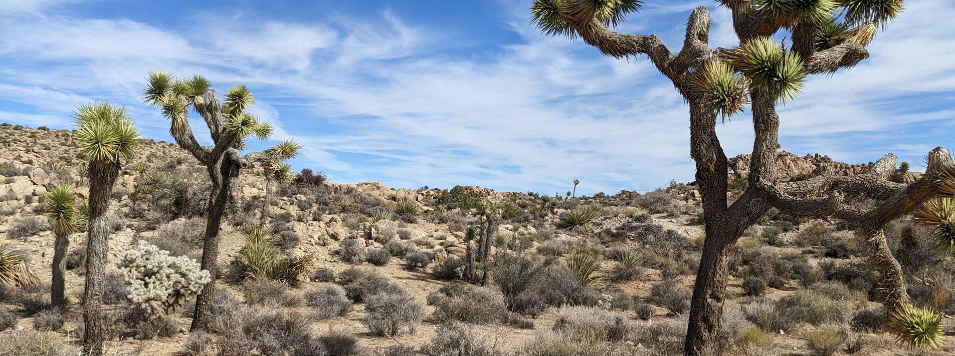 Joshua Tree National Park Trails