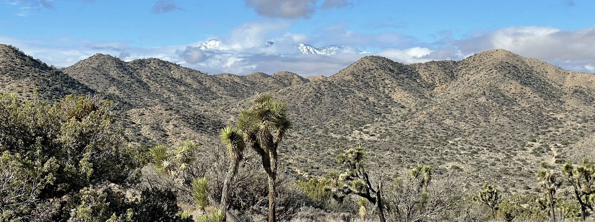 Joshua Tree National Park Trails