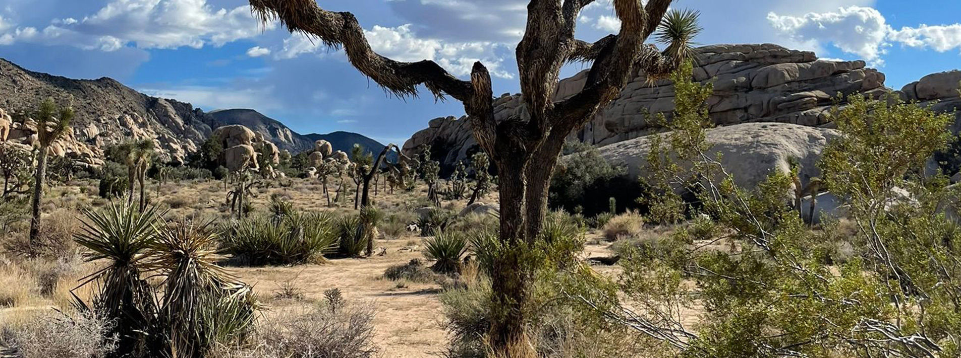 Joshua Tree National Park Trails