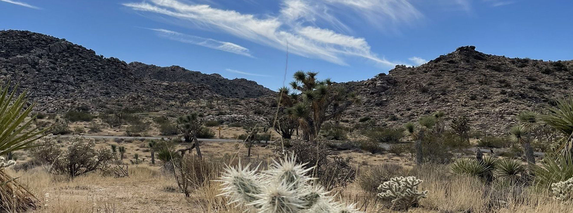 Joshua Tree National Park Trails