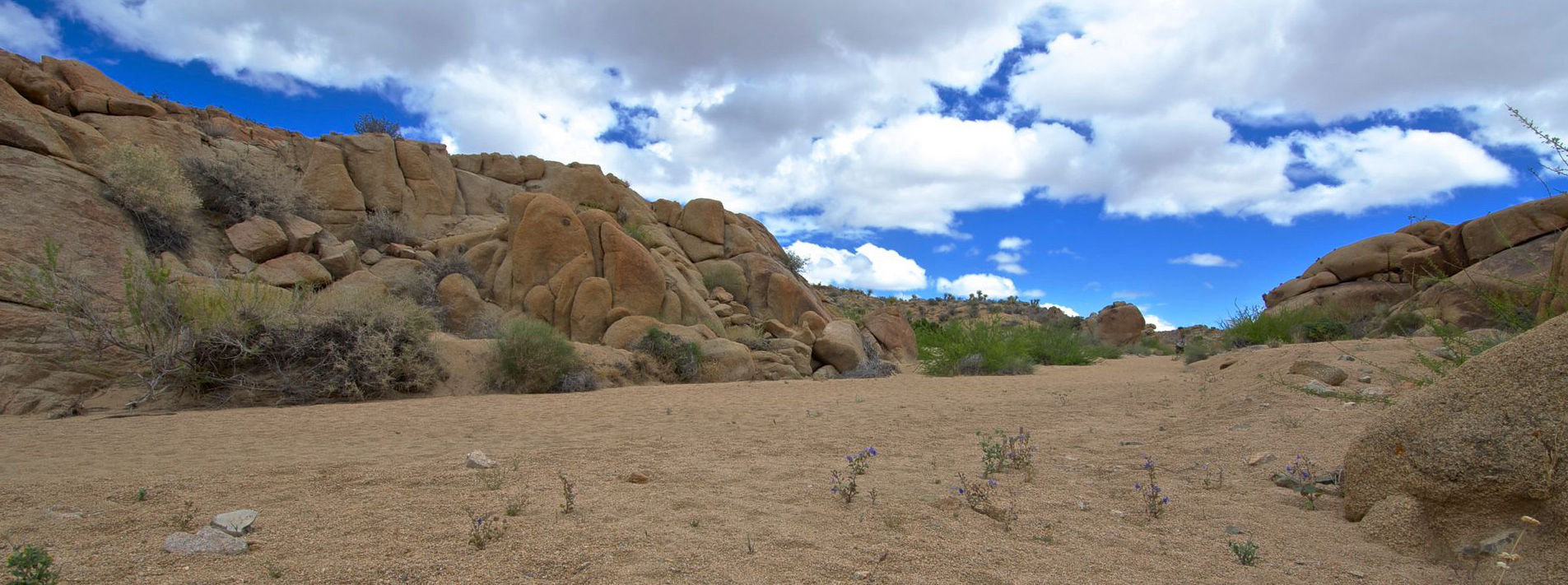 Joshua Tree National Park Trails