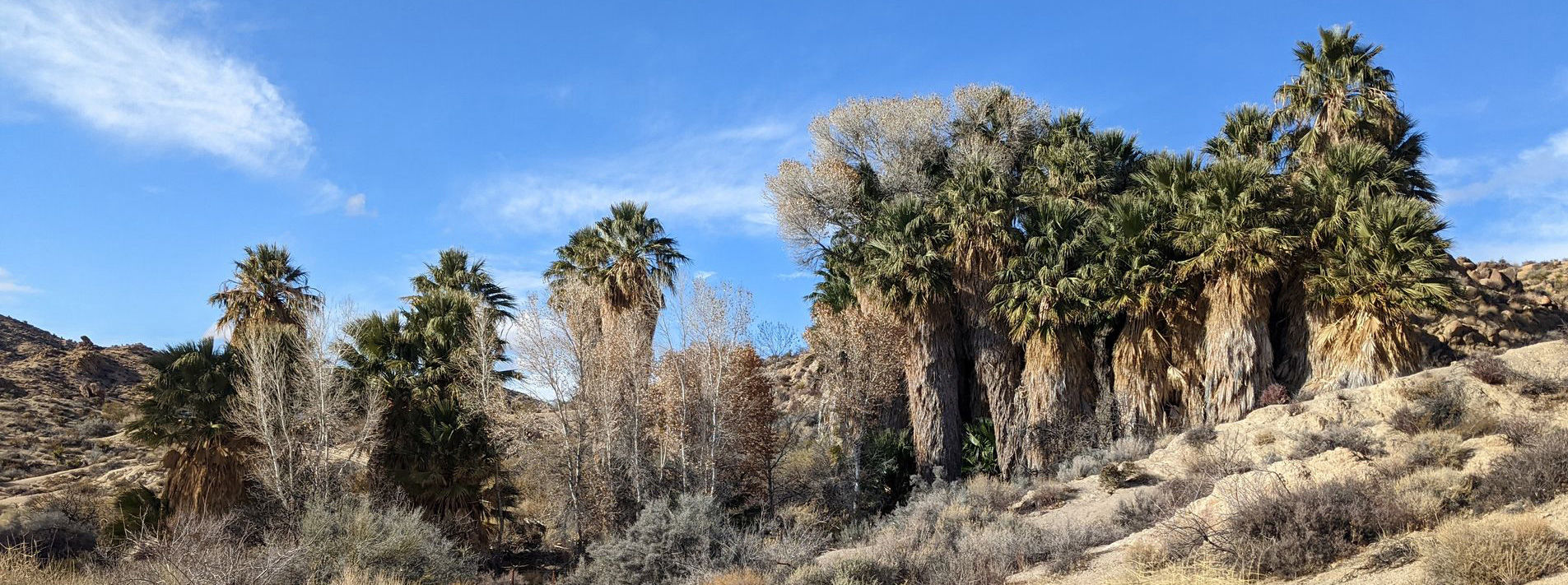 Joshua Tree National Park Trails