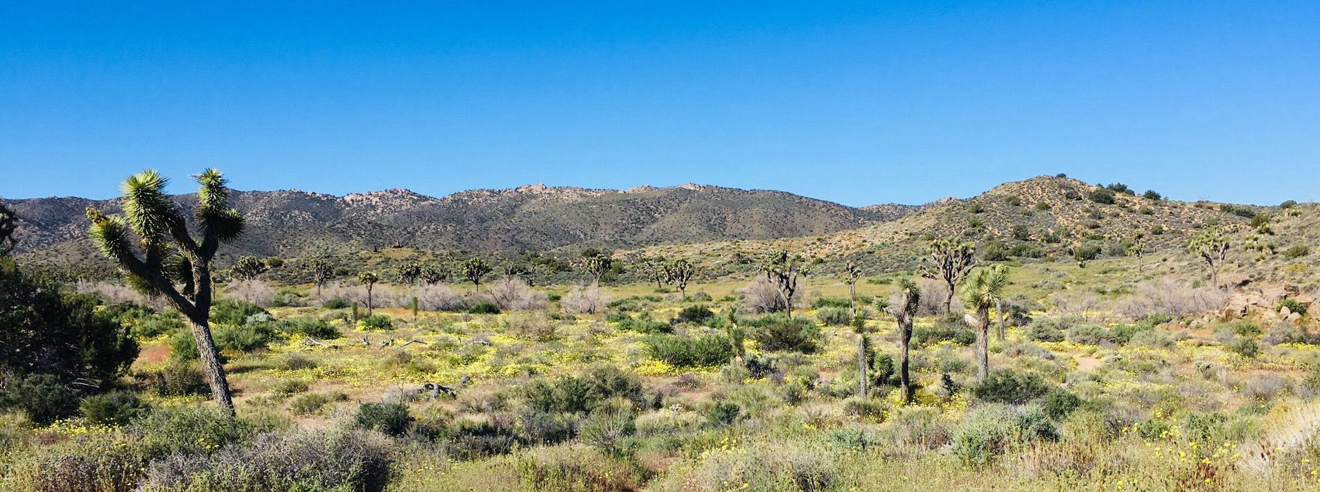 Joshua Tree National Park Trails
