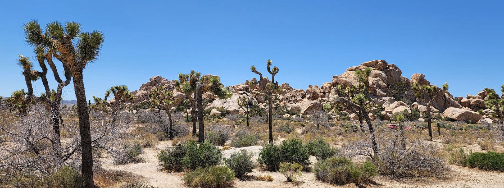 Joshua Tree National Park Trails