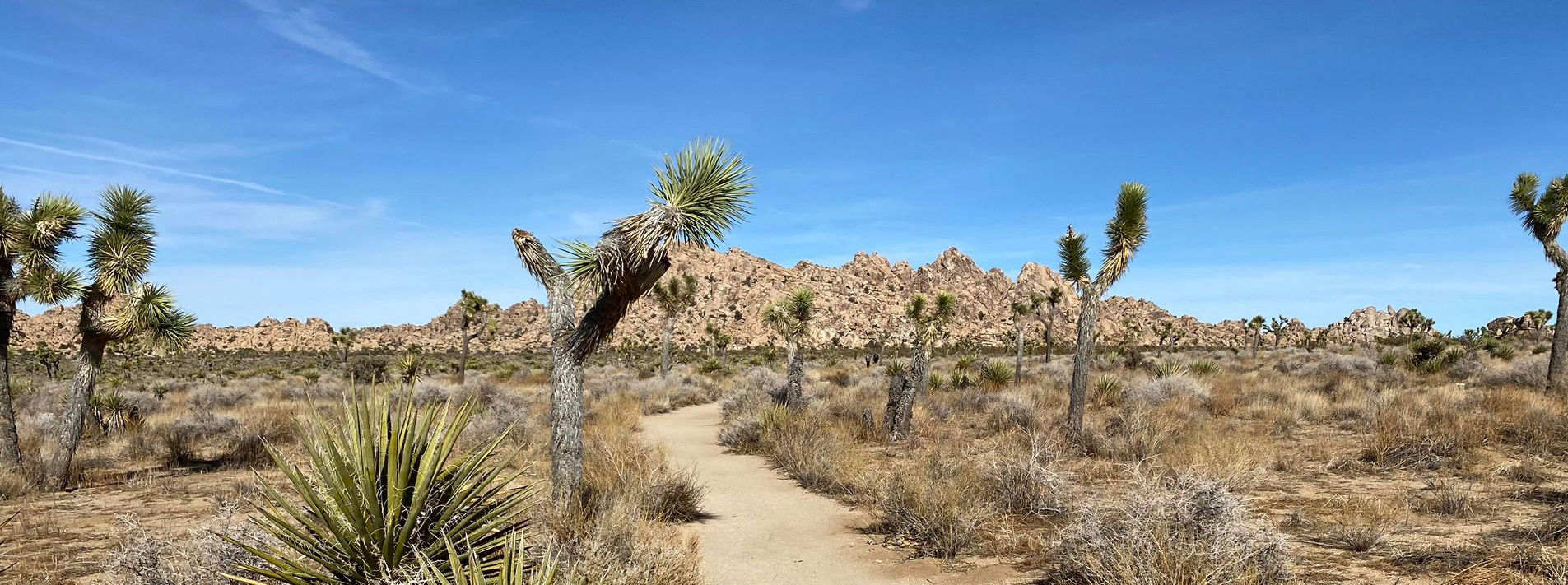 Joshua Tree National Park Trails