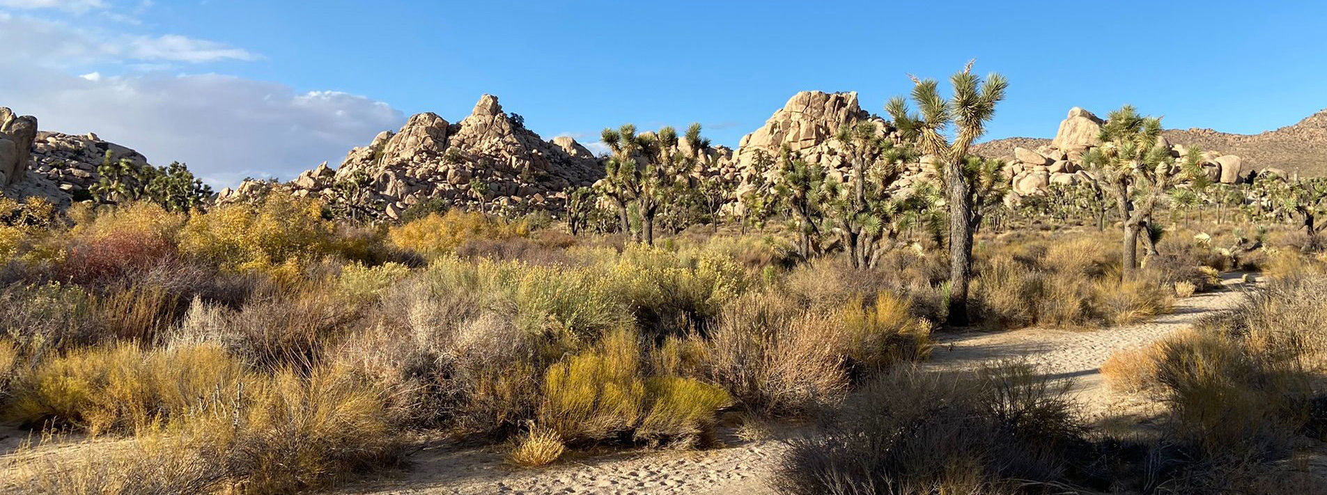 Joshua Tree National Park Trails