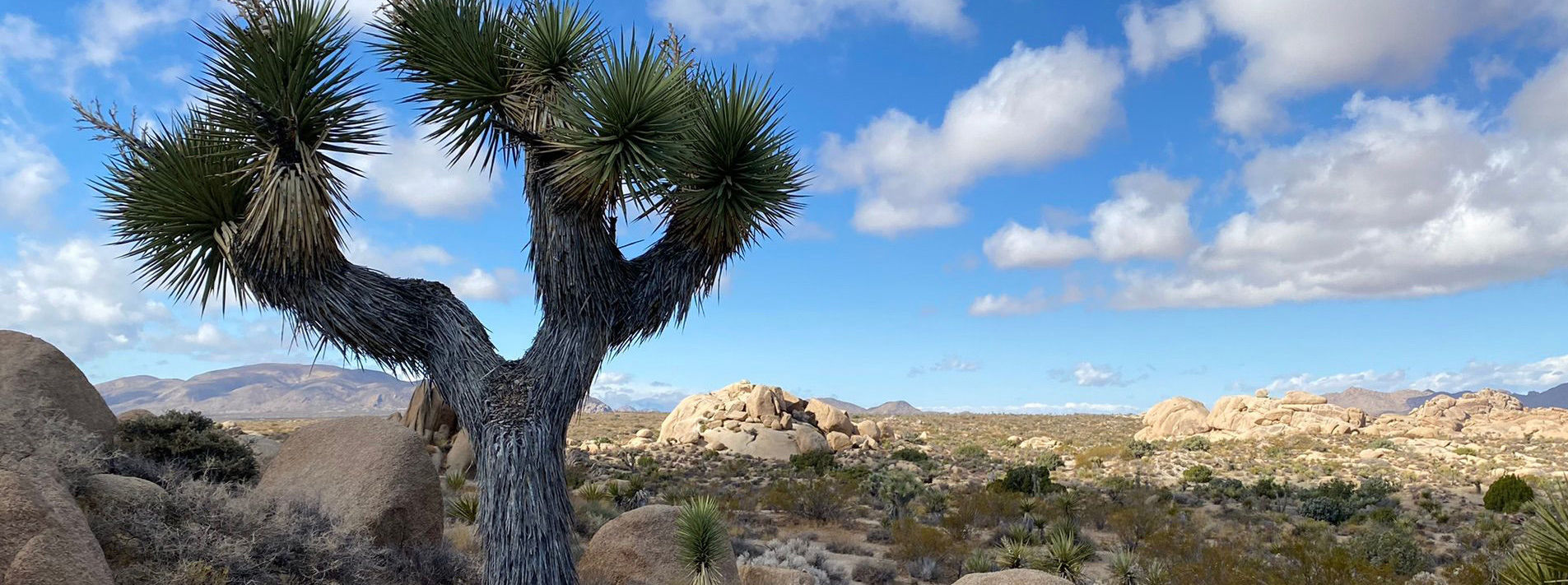 Joshua Tree National Park Trails