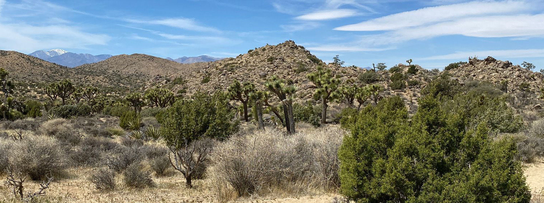 Joshua Tree National Park Trails