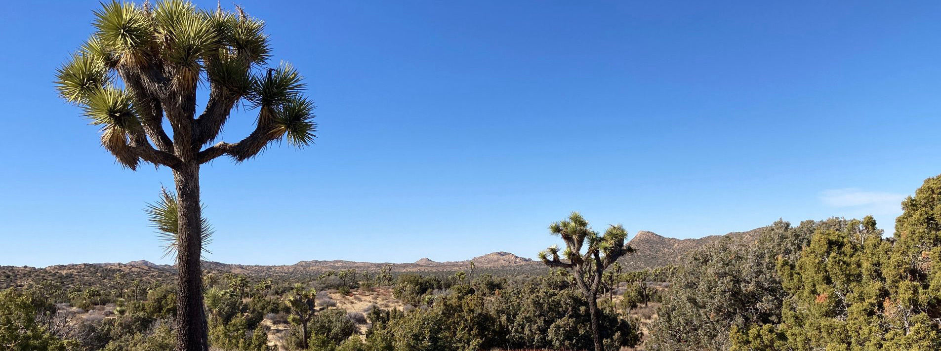 Joshua Tree National Park Trails