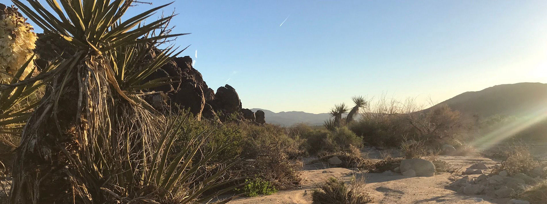 Joshua Tree National Park Trails
