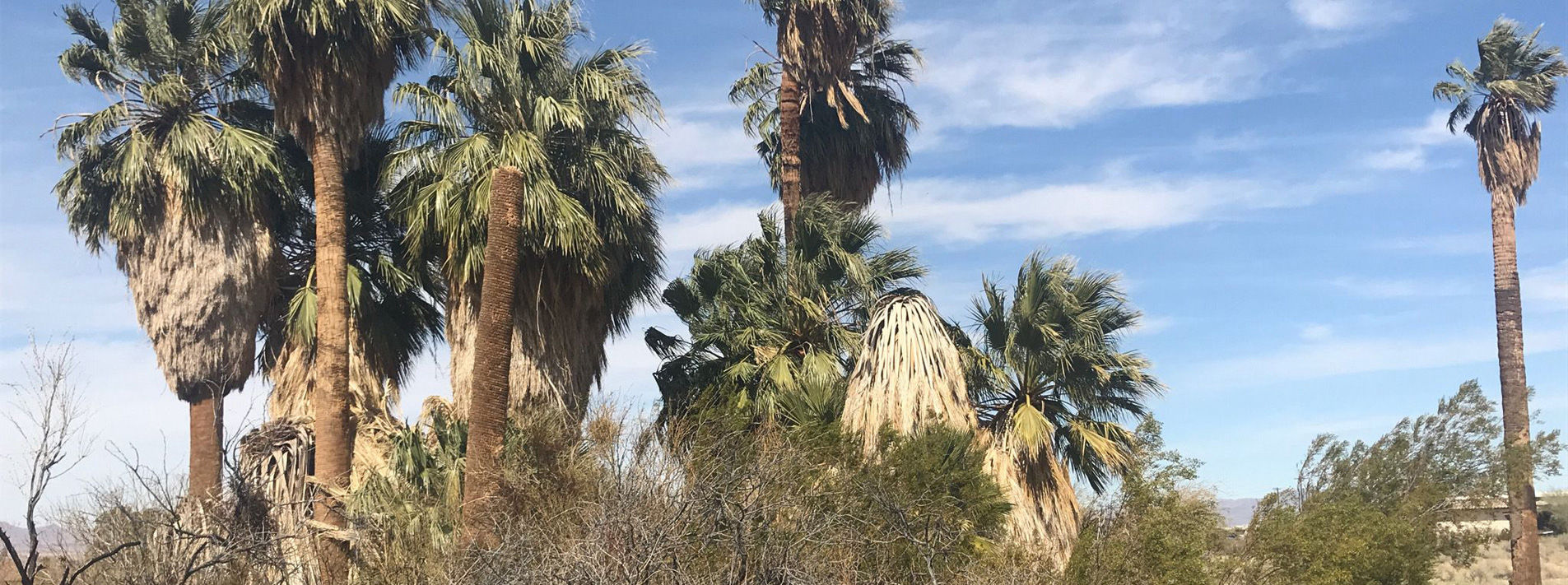 Joshua Tree National Park Trails