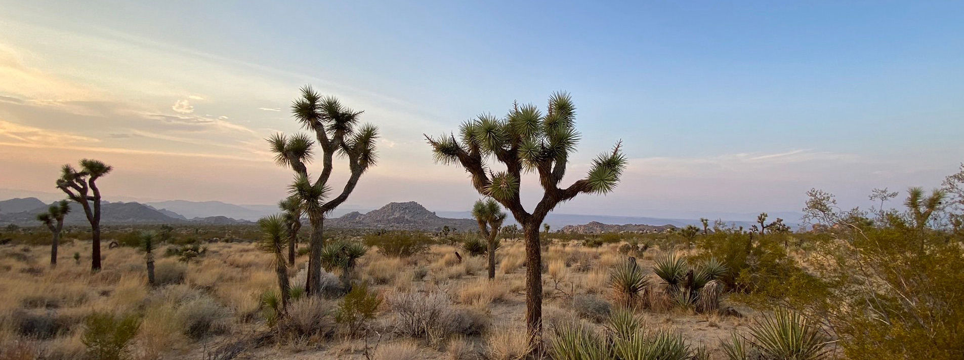 Joshua Tree National Park Trails