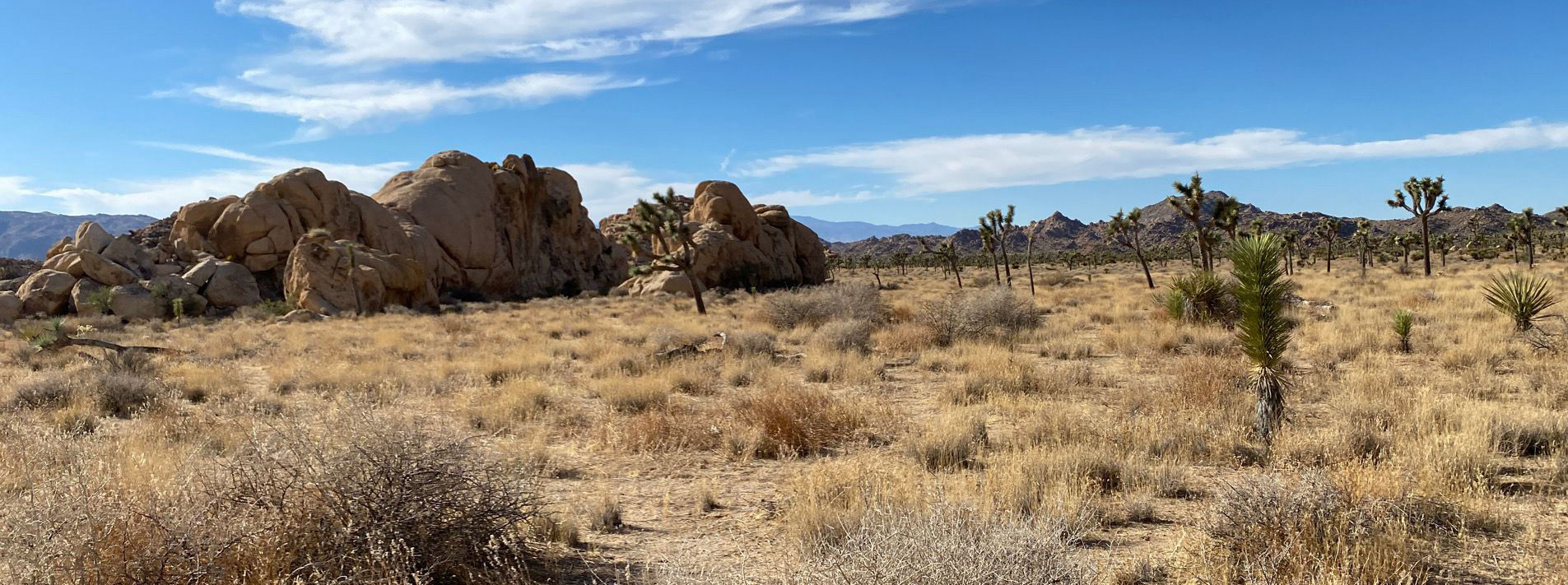 Joshua Tree National Park Trails