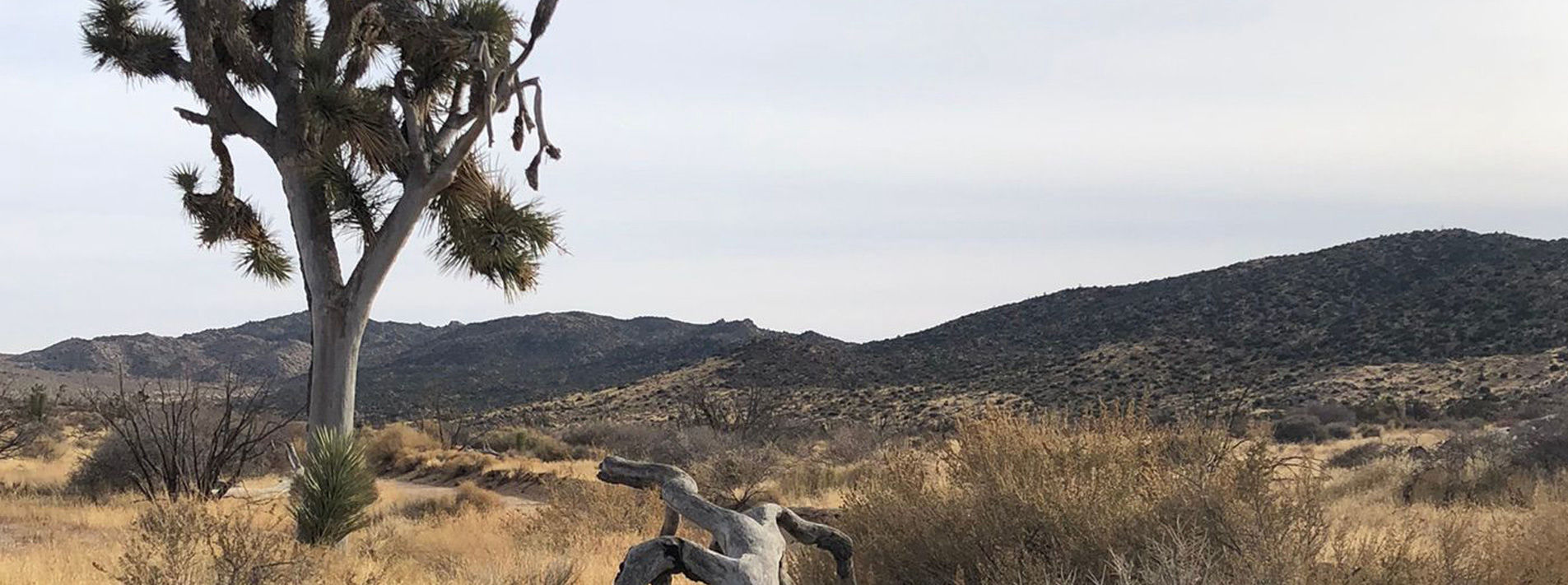 Joshua Tree National Park Trails