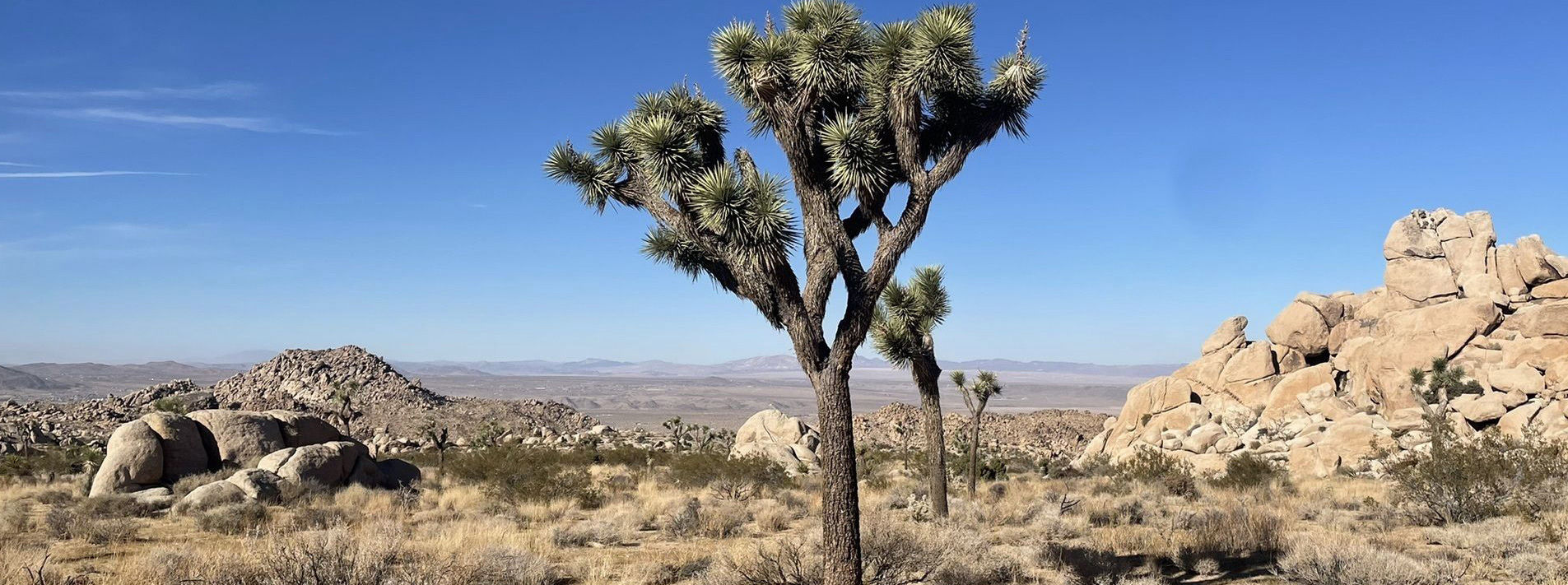 Joshua Tree National Park Trails