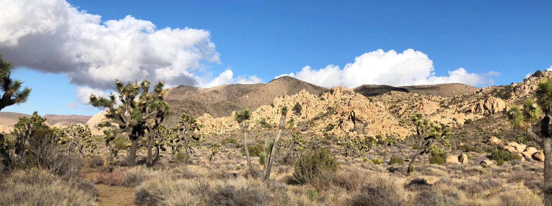 Joshua Tree National Park Trails