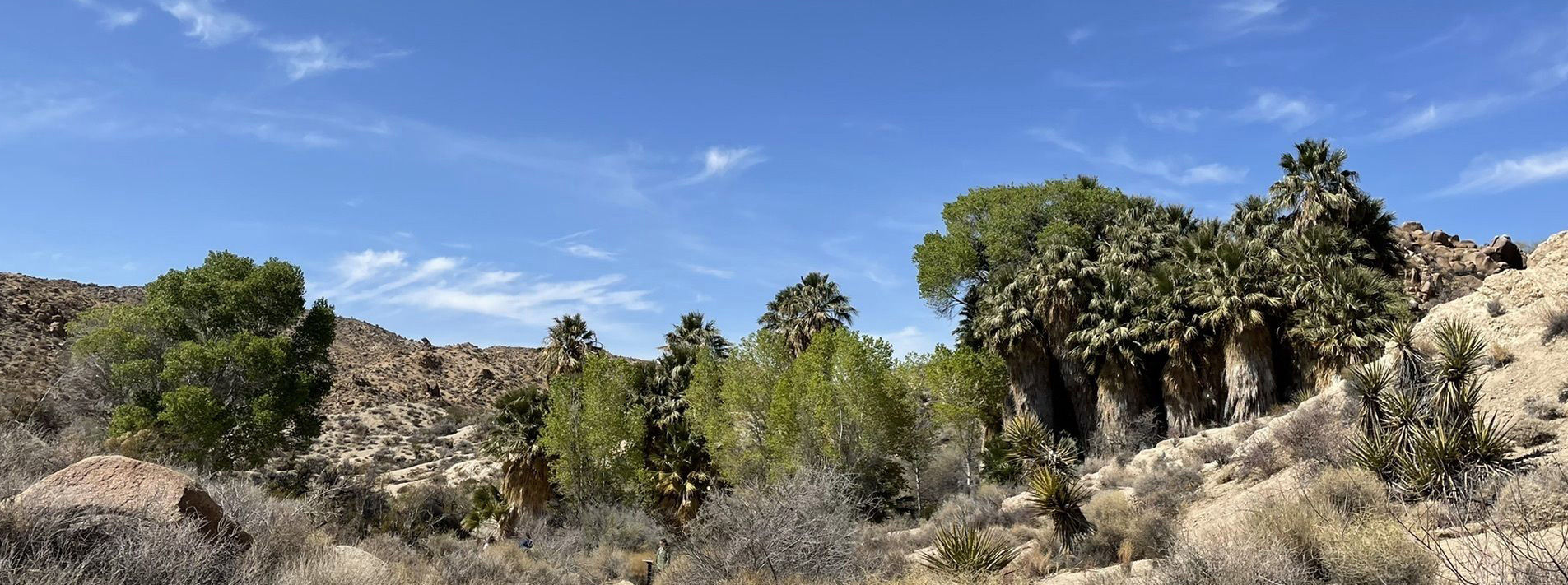 Joshua Tree National Park Trails